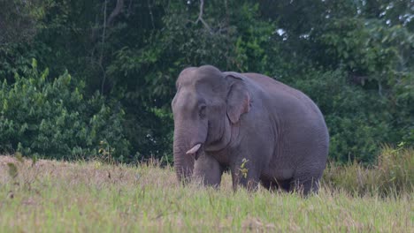 Flattert-Mit-Den-Ohren,-Während-Er-Sich-Vorwärts-Und-Rückwärts-Bewegt,-Indischer-Elefant-Elephas-Maximus-Indicus,-Thailand