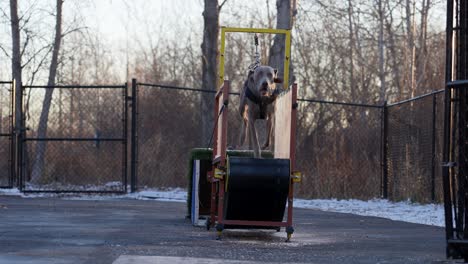 Dog-running-in-slow-motion-on-a-treadmill-cold-morning-shot-in-119-fps