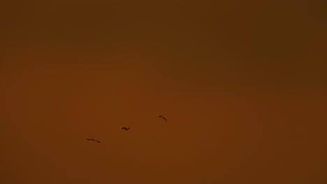 Majestätische-Vogelsilhouette-Fliegt-Auf-Orange-Tropischem-Himmelshintergrund