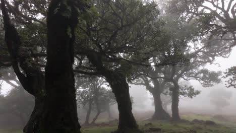 Bosque-Fanal-En-Un-Paisaje-Brumoso,-Mágica-Isla-De-Madeira