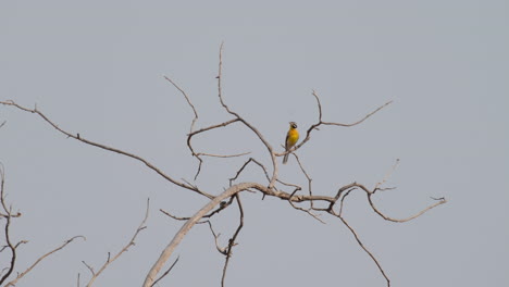 Golden-breasted-Bunting-Sitting-On-Barren-Tree-Against-Gray-Sky-In-South-Africa