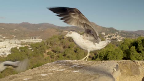 Möwe-Jagt-Eine-Zweite-Möwe-Auf-Einem-Deich-Mit-En-Sonniger-Landschaft-In-Spanien