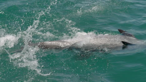 Großer-Tümmler-Zeigt-In-Zeitlupe-Seinen-Bauch-Und-Schlägt-Mit-Dem-Schwanz-–-Kaikoura,-Neuseeland