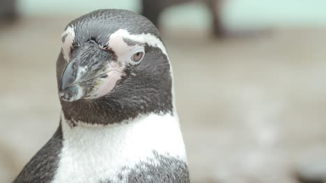 Extreme-Nahaufnahme-Eines-Pinguins-Im-Zoo-–-Echtzeit,-50 fps