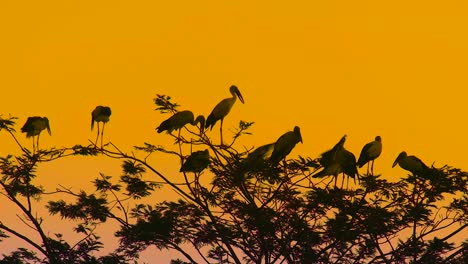 Migratory-Indian-storks-birds-relaxing-top-of-tree-at-golden-hour-in-early-morning