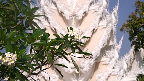 Hermoso-Fondo-Desenfocado-Templo-Blanco-En-Chiang-Rai-Con-Flor