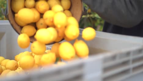 Picking-lemons-from-citrus-trees-and-farm-workers-throwing-them-from-carry-cot-into-boxes,-selecting-the-best-ones-by-hands