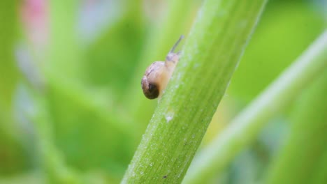 Nahaufnahme-Einer-Kleinen-Gartenschnecke,-Die-Auf-Einem-Zucchinipflanzenstamm-Kriecht