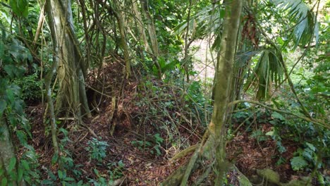 Drone-carefully-moving-through-the-trees-and-intertwining-vines-in-the-undergrowth-of-a-rainforest-located-in-the-village-of-Minca,-Colombia