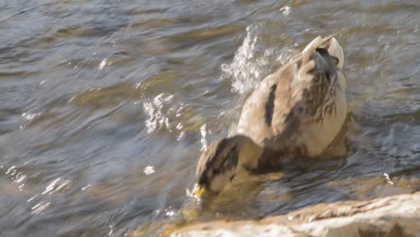Duck-preening-feathers-in-sunlit-water,-ripples-around,-close-up