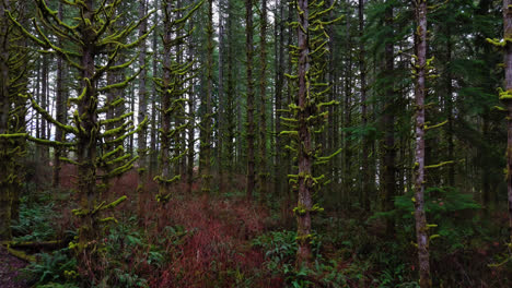 Pacific-Northwest-slow-forward-moving-shot-through-moss-forest-and-moss-covered-branches-in-Washington-State