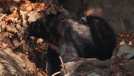 Oso-Negro-Cavando-En-Busca-De-Comida