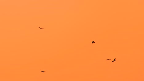 Eine-Gruppe-Greifvögel,-Die-In-Kreisen-Vor-Einem-Leuchtend-Orangefarbenen-Himmel-Fliegen