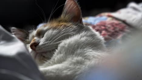 Kalikokatze-Namens-Ginger-Schläft-Auf-Einem-Sofa-Und-Die-Sonne-Scheint-Ihr-Ins-Gesicht