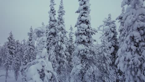 Un-Dron-Sobrevuela-Un-Bosque-Cubierto-De-Nieve-En-Laponia,-Finlandia-Y-El-Círculo-Polar-ártico.