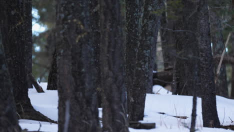 Una-Bandada-De-Pavos-Salvajes-Corre-Entre-Los-árboles-En-Una-Montaña-Cubierta-De-Nieve,-Cámara-Lenta