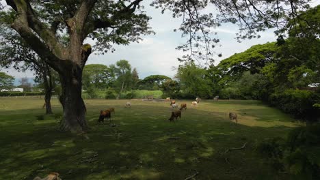 Vacas-Aéreas-Pastando-En-Pastos-Bajo-Un-árbol-De-Sombra