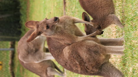 Red-kangaroo-mother-with-a-nursing-adolescent---vertical-video