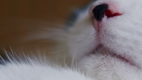 Detalle-Macro-De-Boca,-Bigotes,-Nariz-Y-Cara-De-Gato.