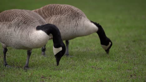 Paar-Kanadagänse-Grasen-Auf-Dem-Gras-Des-Heidelberger-Parks,-Deutschland