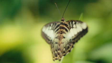 Una-Mariposa-Se-Sienta-En-Una-Rama-De-Hoja-Al-Sol