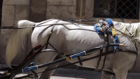 Funny-white-horse-walking-in-the-streets-of-Palermo,-Italy