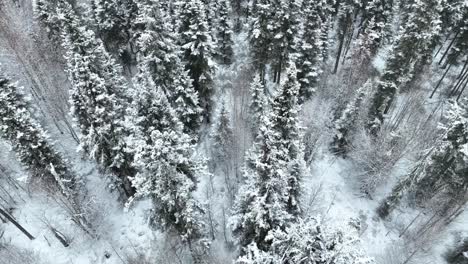 Vuelo-Lento-De-Un-Dron-Sobre-Un-Bosque-De-Abetos-Nevados