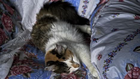 Shot-of-Calico-adult-female-cat-sleeping-on-a-comfortable-blanket