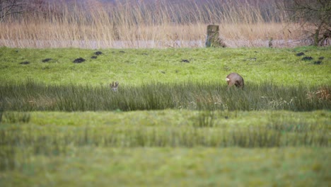 Roe-deer-doe-grazing-on-river-shore,-stag-hiding-nearby-in-long-grass