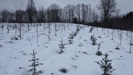 Panning-shot-of-small-pine-tree-with-white-snow-covered-on-the-outskirts-of-a-forest-on-a-cloudy-day