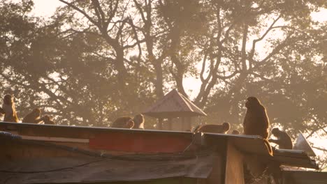 Silhouette-of-a-small-monkey's-at-sunrise-at-the-Monkey-Temple,-Kathmandu,-Nepal