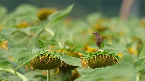 Zooming-out-to-reveal-this-bird-on-top-of-a-bent-sunflower-as-it-looks-around,-Pied-Bushchat-Saxicola-caprata,-Thailand