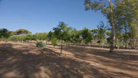 Aerial-captures-a-close-to-ground-perspective-while-moving-along-a-tree-lined-pathway-within-the-garden-of-Marmolejo-Spa-Center,-nestled-in-Jaén-province,-Andalusia,-southern-Spain