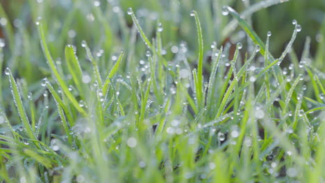 Morning-dew-glistens-on-fresh-green-grass,-symbolizing-nature's-serene-start-to-the-day