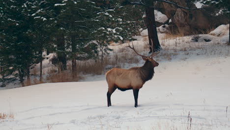 Macho-Toro-Alce-Montañas-Rocosas-Parque-Nacional-De-Yellowstone-Montana-Wyoming-Idaho-Denver-Colorado-Fauna-Silvestre-Animal-Cornamenta-Manada-Puesta-De-Sol-Invierno-Mirando-Alrededor-Bosque-Prado-Travesía-Cazador-De-Dólares-Seguir-Pan