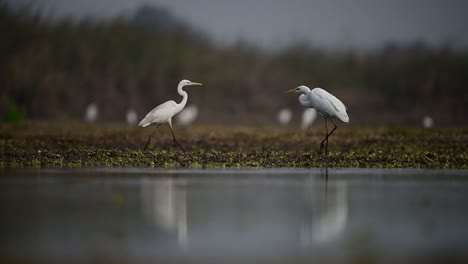 Great-Egrets-in-lake-Side-in-morning