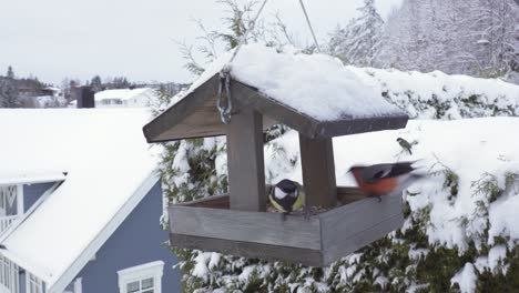 Bullfinch,-Hawfinch,-and-Great-Tit-Feeding-From-a-Suspended-Bird-Feeder-in-the-Winter-Season---Close-Up