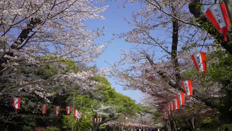 Ciudad-De-Tokio-En-Japón,-Flor-De-Cerezo-Japonés,-Ueno