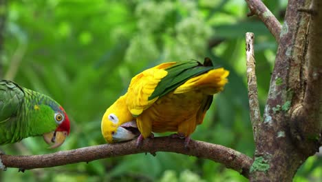 Golden-conure-perch-on-the-tree,-wiping-its-beak-against-the-branch,-handheld-motion-close-up-shot