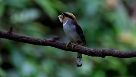 Facing-to-the-left-with-an-insect-in-its-mouth-to-give-to-her-nestlings,-Silver-breasted-Broadbill-Serilophus-lunatus,-female,-Thailand