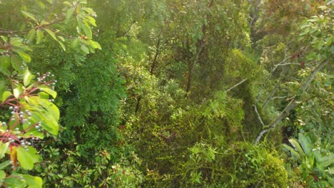 Explorando-La-Selva-Colombiana-Con-Drones,-Volando-Lentamente