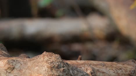 Perched-on-a-fallen-log-looking-to-the-right-and-then-flies-away,-White-throated-Rock-Thrush-Monticola-gularis-Female,-Thailand