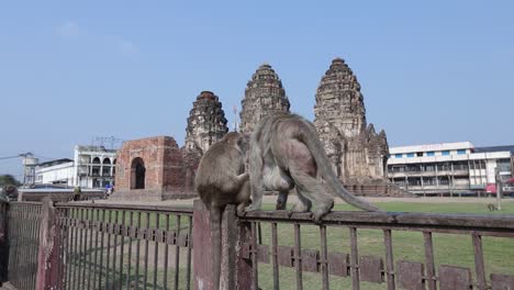 Frei-Herumstreunende-Affen-In-Lopburi,-Thailand