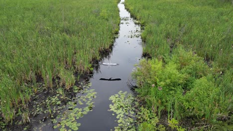 Sandhill-Crane-flying-through-a-swamp-Followed-by-a-drone