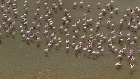 Flamingos-Laufen-Durch-Das-Wasser-Des-Katwe-Sees-In-Uganda