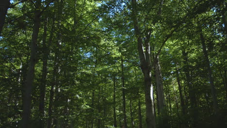 Dense-green-forest,-sun-shining-through-the-trees-in-woods