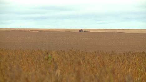 Tractor-Cosechando-Soja-A-Lo-Lejos,-Escena-Del-Tiempo-De-Cosecha,-Tiro-Largo