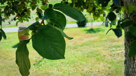 Closeup-view-of-apple-tree-leaves-in-green-field