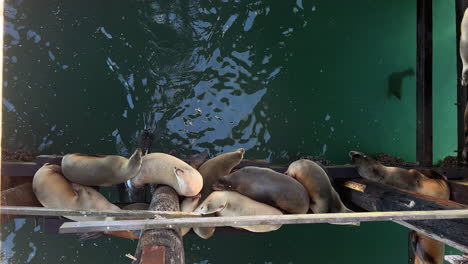 Leones-Marinos-Descansando-Sobre-Pilares-De-Madera-Del-Muelle-Durante-La-Marea-Baja