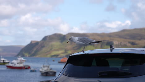 Seagull-Flying-From-Car-Parked-Near-Port-of-Portree,-Isle-of-Skye,-Scotland-UK,-Slow-Motion